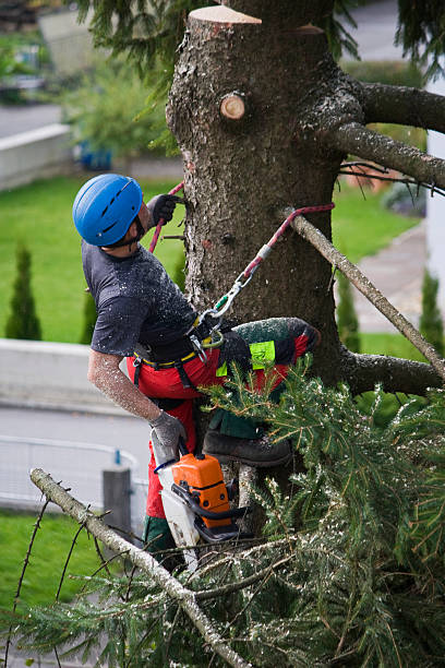 Best Tree Preservation Services  in Shady Hills, FL