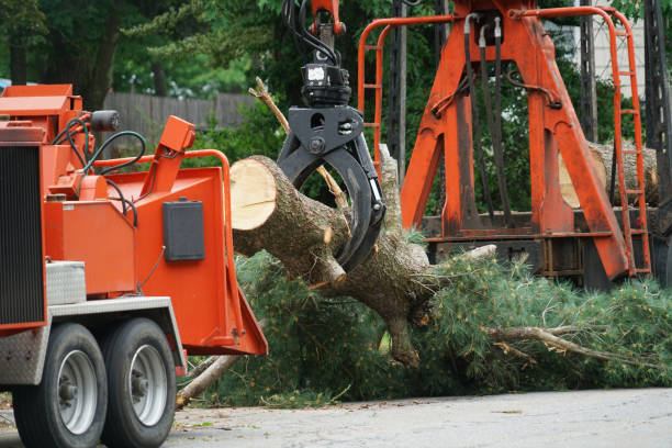 Best Stump Grinding and Removal  in Shady Hills, FL