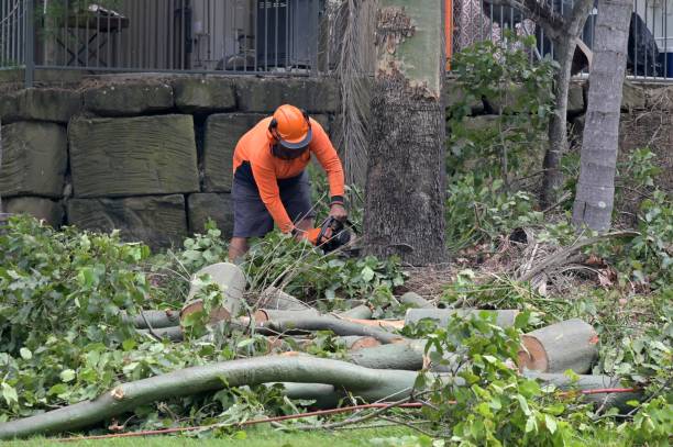 Why Choose Our Tree Removal Services in Shady Hills, FL?