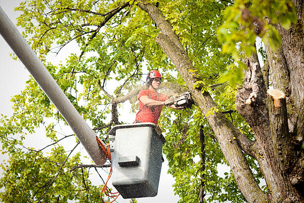 Trusted Shady Hills, FL Tree Services Experts